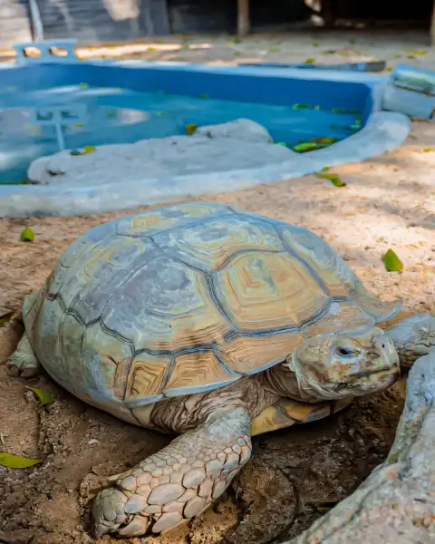 Turtles